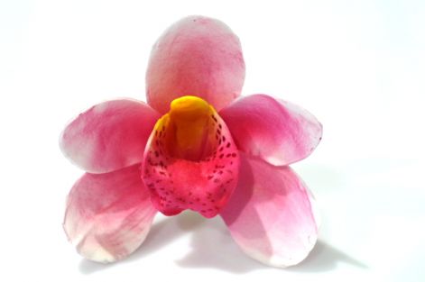 nagy_orchidea.jpg