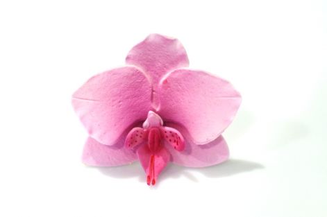 pillango_orchidea.jpg